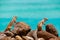 Chipmunks sit on rocks with the ocean on the background on the Canary Island Fuerteventura