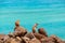 Chipmunks sit  on rocks with the ocean on the background on the Canary Island Fuerteventura