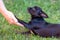 Chipoo puppy giving a paw during a puppy training