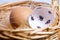 Chipped egg shell and egg in the nest. In the shell past days are marked with dashes. Chicken hatching