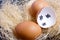 Chipped eggshell in the nest. It marks the days past. Nearby a whole egg. Chicken hatching