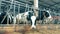 Chipped farm cows are eating hay