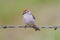 Chipping Sparrow