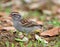 Chipping Sparrow