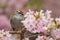 Chipping Sparrow