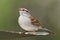 Chipping Sparrow