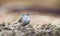 Chipping Sparrow bird eating seeds, Athens GA, USA