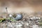 Chipping Sparrow bird eating seeds, Athens GA, USA