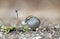 Chipping Sparrow bird eating seeds in grass, Athens GA, USA