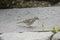 Chipping Sparrow bird at my feeder..