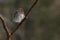 Chipping Sparrow Bird on Tree Limb