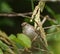 Chipping sparrow feeding in woods