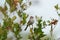 Chipping sparrow feeding in woods