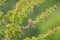 Chipping sparrow feeding in woods