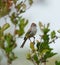 Chipping sparrow feeding in woods