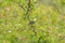 Chipping sparrow feeding in woods