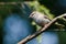 Chipping Sparrow Perched in a Tree