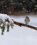 Chipping sparrow perches on pine branch during snow storm