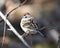 Chipping Sparrow Photo. Close-up profile view perched on a branch with a blur background and enjoying its environment and habitat