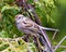 Chipping Sparrow Photo and Image. Sparrow close-up side view perched on a cedar branch tree with a green background in its