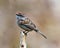 Chipping Sparrow Photo and Image. Sparrow close-up side view perched on a twig with light brown background in its environment and