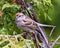 Chipping Sparrow Photo and Image. Sparrow perched on a cedar tree branch in its environment and habitat surrounding with a green