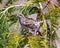 Chipping Sparrow Photo and Image. Sparrow perched on a cedar tree branch with spread wings and singing with open beak in its