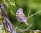 Chipping Sparrow Photo and Image. Sparrow perched on a twig with green background looking towards the sky in its environment and