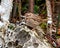 Chipping Sparrow Photo and Image. Sparrow standing on a rock with a blur forest background in its environment and habitat