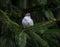 Chipping Sparrow on a pine branch