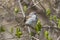 Chipping sparrow songbird singing in a springtime tree