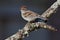 Chipping Sparrow (Spizella passerina)