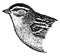 Chipping Sparrow, vintage illustration