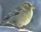 Chipping Sparrow in winter