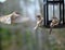 Chipping Sparrows Fight at Feeder