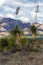 Chiricahua Mountains framed by a pair of Soaptree Yuccas