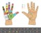 Chiromancy hand infographic. palmistry vector drawing illustration