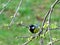 A chirping bird on a branch