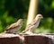 Chirping Marvels: Discovering the World of Sparrow Birds