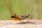 Chirping orange and brown grasshopper