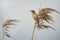 Chirping sedge warbler in the reed