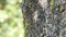 Chirring cicada on tree close up