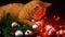 Chirstmas ball and lamp twinkling footage with cat playing. Christmas