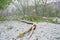 Chisinau, Republic of Moldova - April 20, 2017: Tree branch with green spring leaves broken by heavy snow, in dormitory area