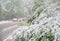 Chisinau, Republic of Moldova - April 20, 2017: Tree branch with green spring leaves broken by heavy snow, in dormitory area