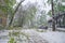 Chisinau, Republic of Moldova - April 20, 2017: Tree branch with green spring leaves broken by heavy snow, in dormitory area