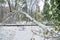 Chisinau, Republic of Moldova - April 20, 2017: Tree branch with green spring leaves broken by heavy snow, in dormitory area