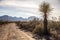 Chisos Mountains from gravel road, Big Bend National Park, Texas.