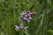 Chistets marsh blooms in the field