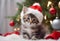 Chistmas Scene - A cute kitten wearing a red Santa Claus hat on its head